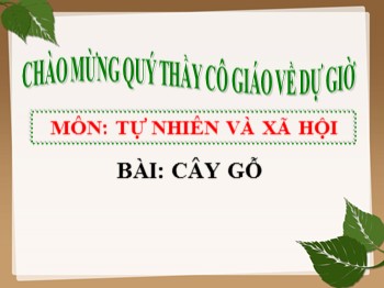 Bài giảng môn Tự nhiên và xã hội Lớp 1 - Bài 24: Cây gỗ