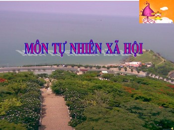 Bài giảng môn Tự nhiên và xã hội Lớp 3 - Tuần 6 - Bài : Cơ quan thần kinh