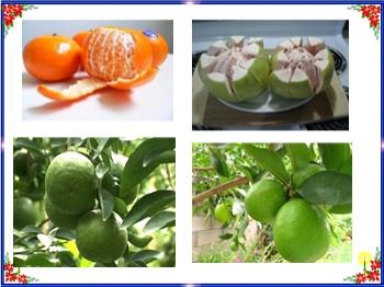 Bài giảng môn Công nghệ Lớp 9 - Phần: Trồng trọt - Bài 7: Kỹ thuật trồng cây ăn quả có múi (cam, chanh, quýt, bưởi…)