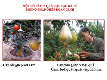 Bài giảng môn Công nghệ Lớp 9 - Phần: Trồng trọt - Bài: Một số cây ăn quả được tạo ra từ phương pháp ghép đoạn cành