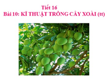 Bài giảng môn Công nghệ Lớp 9 - Phần: Trồng trọt  - Tiết 16, Bài 10: Kĩ thuật trồng cây xoài (Tiếp theo)