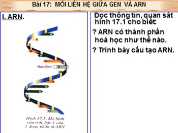 Bài giảng môn Sinh học Lớp 9 - Bài 17: Mối liên hệ giữa gen và ARN
