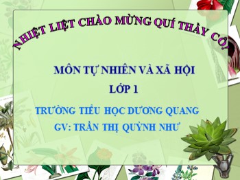 Bài giảng Tự nhiên và xã hội Lớp 1 - Bài: Cây rau - Trần Thị Quỳnh Như