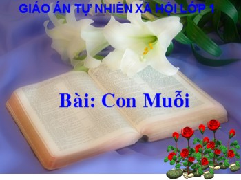 Bài giảng Tự nhiên và xã hội Lớp 1 - Bài: Con Muỗi