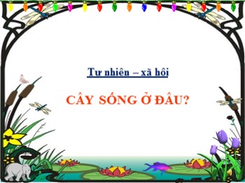 Bài giảng Tự nhiên và xã hội Lớp 2 - Bài 20: Cây sống ở đâu?