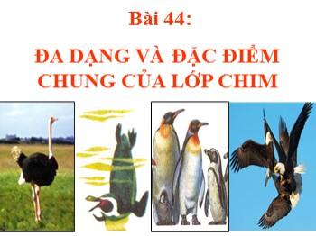 Bài giảng Sinh học Lớp 7 - Bài 44: Đa dạng và đặc điểm chung của lớp chim