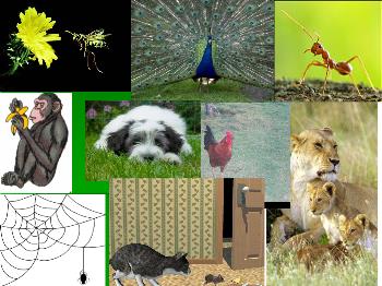 Bài giảng Sinh học Lớp 11 - Tiết 53: Xem phim về tập tính động vật