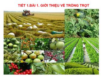 Bài giảng Công nghệ 7 - Tiết 1, Bài 1: Giới thiệu về trồng trọt