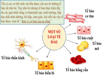 Bài giảng Khoa học tự nhiên 6 - Tiết 41+42: Cấu tạo và chức năng các thành phần của tế bào