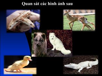 Bài giảng Sinh học 9 - Tiết 22, Bài 21: Đột biến gen